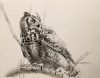 Great Horned Owl